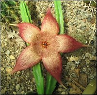 Stapelia 15 jardin